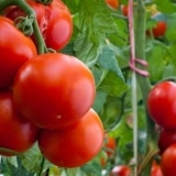 Paradajz kostroma f1: recenzije, fotografije, prinos